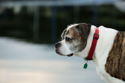 Side view of dog looking away