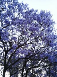 Low angle view of flower tree against sky