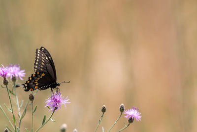 Butterfly on purple flower