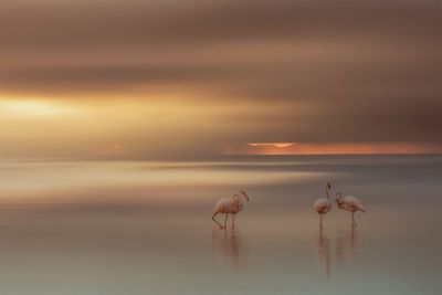 Flamingos in sea against cloudy sky during sunset