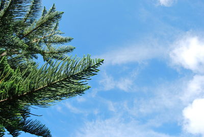 Low angle view of trees against blue sky