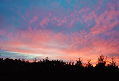 Silhouette of trees against dramatic sky