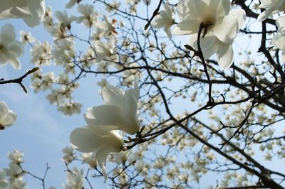 Close-up of white flowering tree branch