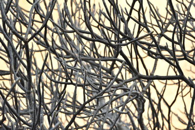 Full frame shot of plants in winter