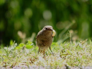 Close-up of bird perching on a field