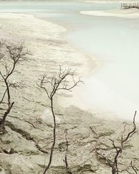 Scenic view of bare trees on land