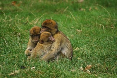 Dog relaxing on grassy field