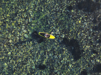 High angle view of butterfly on plants