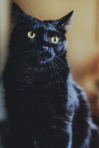 Close-up portrait of black cat