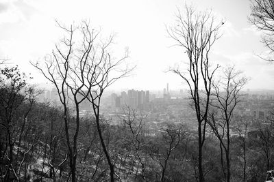 Silhouette bare trees against sky