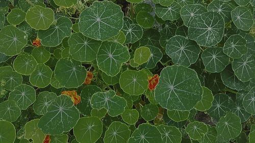 Close-up of spider web