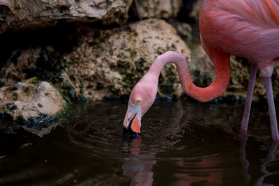 Full length of a bird drinking water