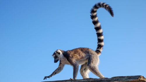 Close up of a ring tailed lemur on the roof