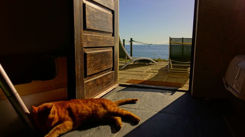 Cat relaxing on a sea