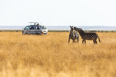 Zebra standing on field