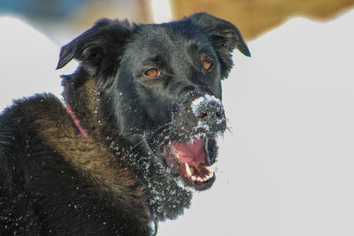 Close-up of dog looking away