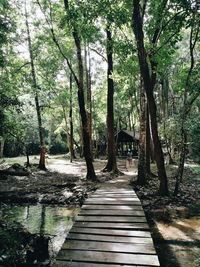 Scenic view of forest