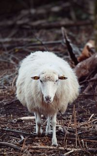 Portrait of sheep standing in a field