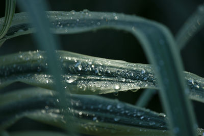 Close-up of water drops on blade of plant