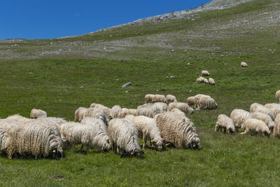 Sheep grazing in a field