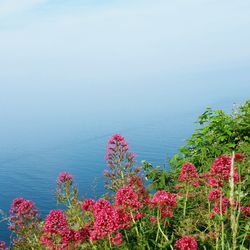 Flowers blooming by sea against sky