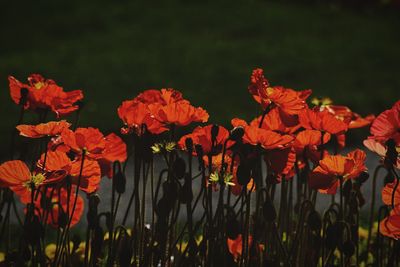 Close-up of red flowering plants on field