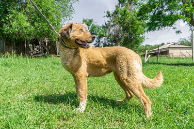 View of dog on field