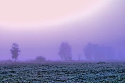 Trees on field against sky during winter