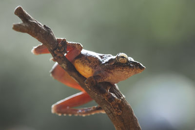 Close-up of dry leaf