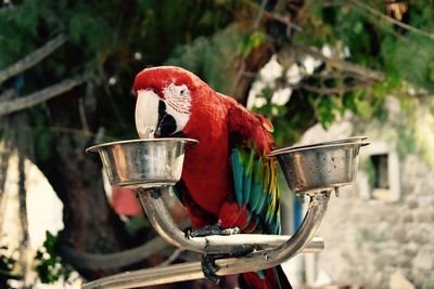 Close-up of parrot perching on branch