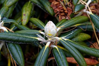 Close-up of fresh green plant