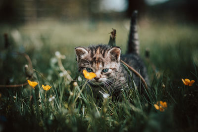 Innocent newborn cat discovers wildlife and undergoes immediate development regarding new sensations