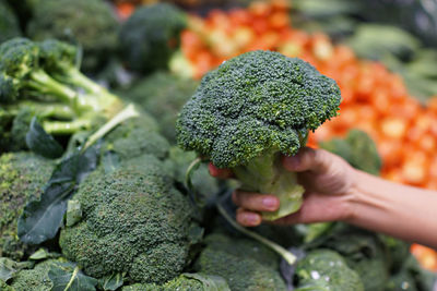 Close-up of hand holding broccoli