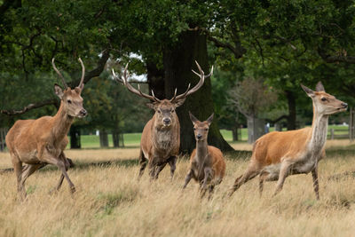 Deer in a field