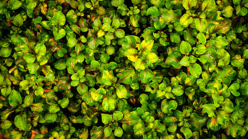 Full frame shot of green leaves