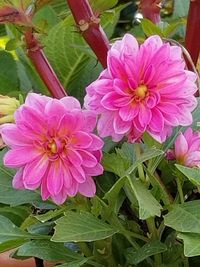 Close-up of pink flowers blooming outdoors