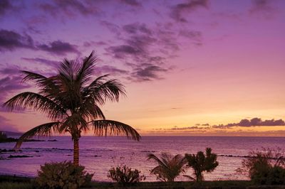 Palm tree by sea against sky during sunset