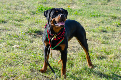 Dog standing on field