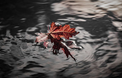 Close-up of wet leaf floating on lake