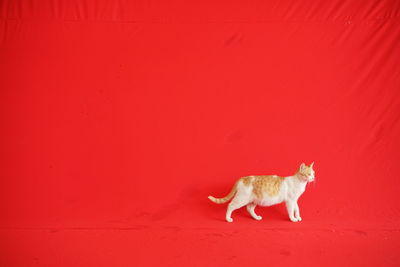 Cat on red wall