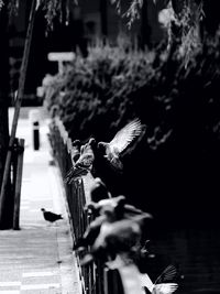 Bird perching on wood