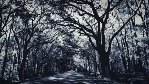 Road amidst trees in forest