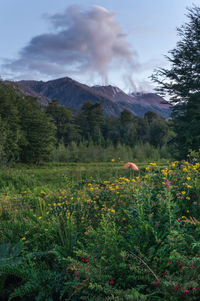 Scenic view of flowering plants on land against sky