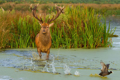 Deer in lake