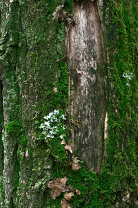 Close-up of moss growing on tree trunk in forest