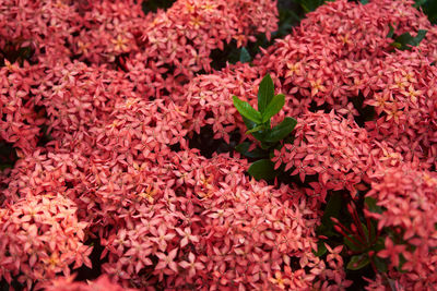 Full frame shot of red flowering plants