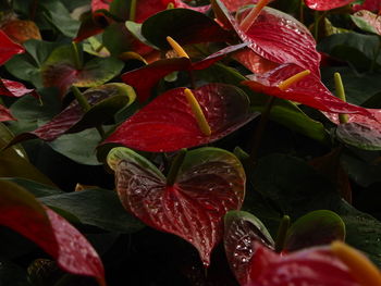 Close-up of wet red leaves