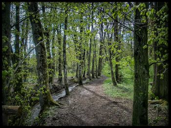 Footpath passing through forest