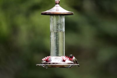 Close-up of bird perching on feeder