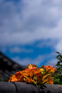 Close-up of yellow flowering plant against sky